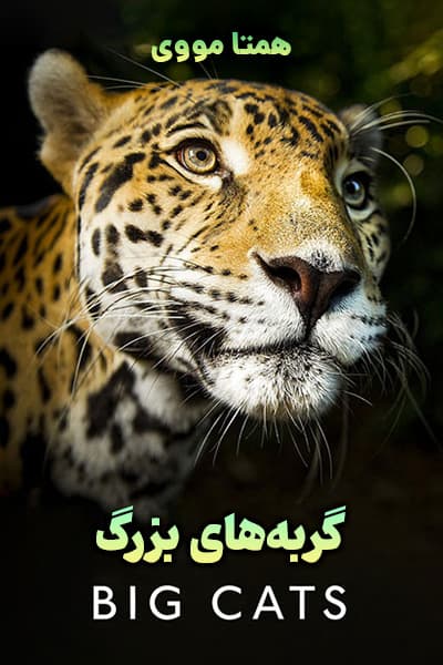دانلود مستند گربه های بزرگ با دوبله فارسی Big Cats 2018